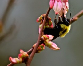 3-BEE-ON-BLUEBERRY-BUDS