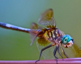 6-BLUE-DUSTER-DRAGON-FLY