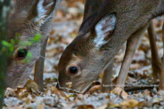 3-DOE-AND-FAWN
