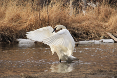 15-05-STRETCHING-TRUMPETER-SWAN