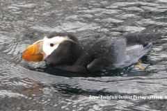 15-09-PUFFIN-PORTRAIT