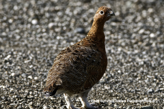 15-12-DENALI-PTARMIGAN