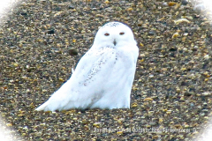 15-13-Snowy-Owl