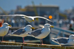 15-14-HOMER-GULLS-