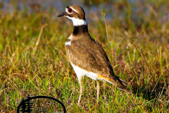 15-17-KILLDEER-LOUISIANA