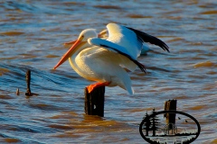 15-21-INCOMING-WHITE-PELICAN