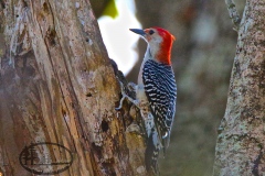 15-23-INFAMOS-REDBELLY-WOODPECKER