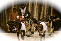 7-25 IDITAROD TRAIL_sm