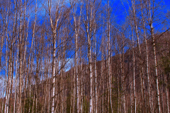 1-22 YOUNG BIRCH FOREST_sm