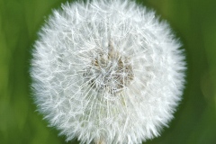 14-03-EARTHQUAKE-PARK-DANDELION