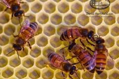 14-08-HONEY-WORKABEES-