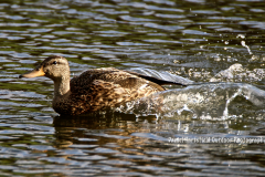 9-03 MALLARD HEN_sm