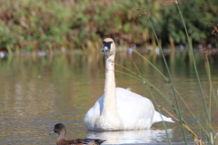 9-04 TRUMPETER SWAN_sm