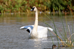 9-05 TRUMPETER SWAN_sm