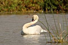 9-06 TRUMPETER SWAN_sm