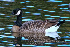 9-08 CANADA GOOSE_sm