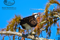 2-96 OSPREY & LUNCH CROOKED BAYOU