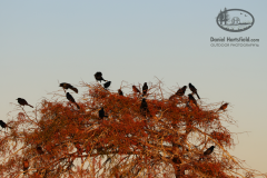 2-97 REDWINGED BLACKBIRDS CREOLE BAYOU