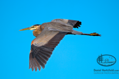 2-98 TRI-COLORED HERON LANG BAYOU