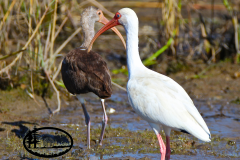 2-99 WHITE IBIS & CHICK PASCAGOULA RIVER