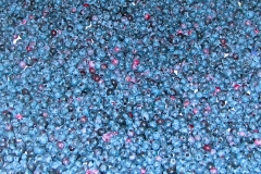 4-09 BLUEBERRIES_sm