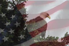 4-35 Bald Eagle_AMERICAN FLAG
