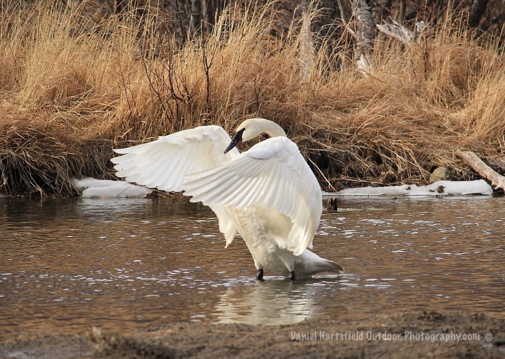 Trumpeter Swan – Eagle River Valley, AK