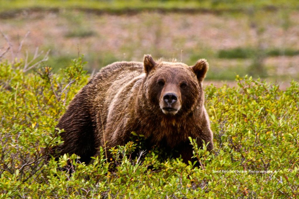 Denali Grizzly – Denali Park, Alaska