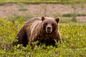 Denali Grizzly – Denali Park, Alaska