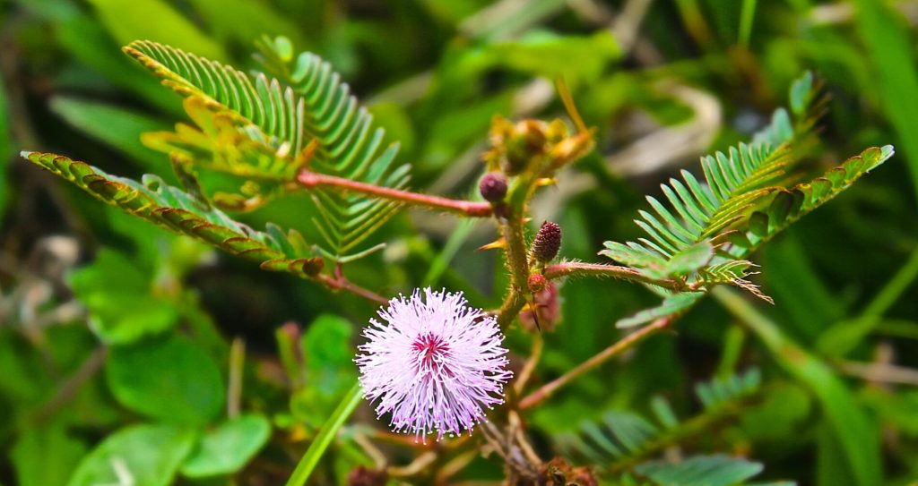 “MIMOSA PUDICA” or Sensitive Plant