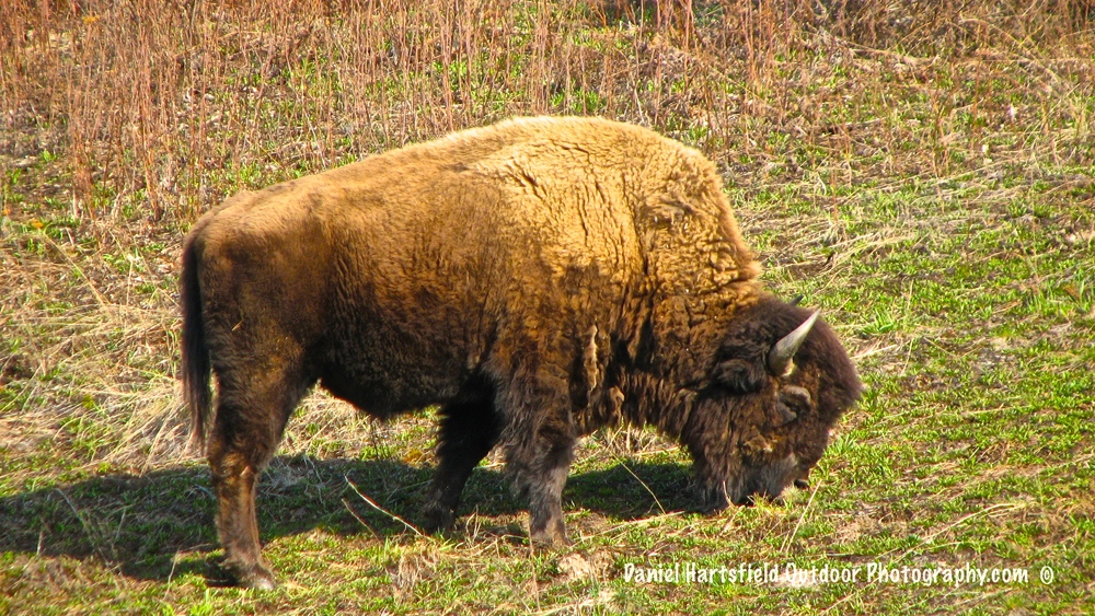 Yukon Territory – Bison