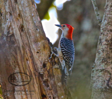 Red Bellied Woodpecker – Mississippi