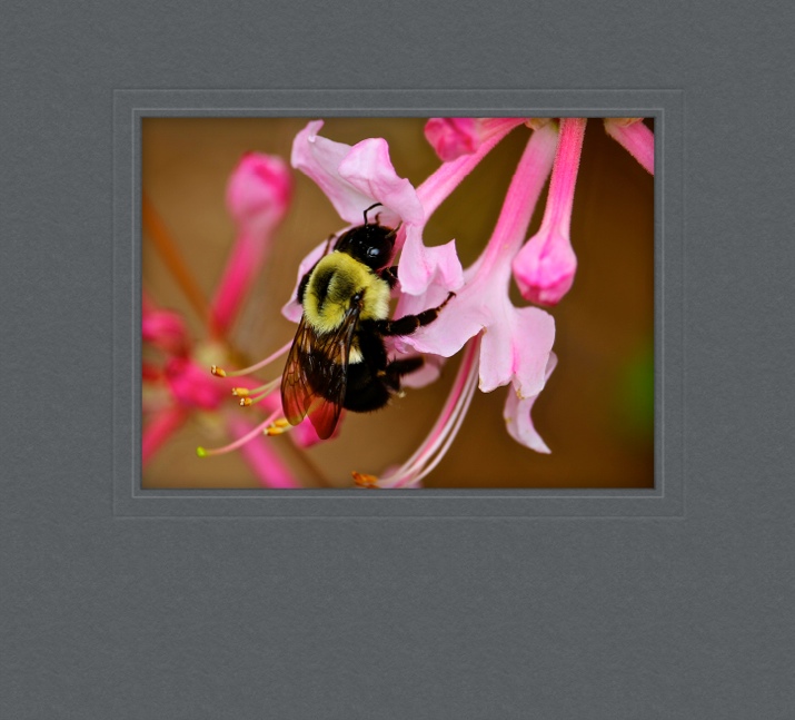 Wild Pink Honeysuckles – Mississippi