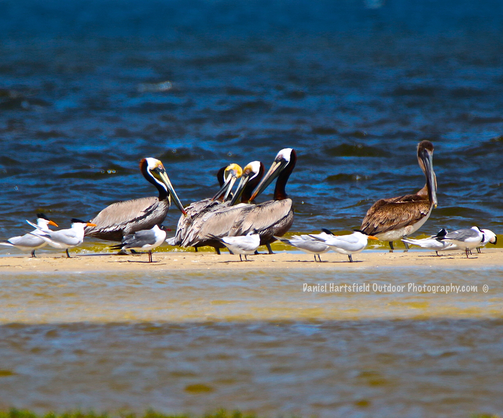 Brown Pelicans – Horn Island, MS