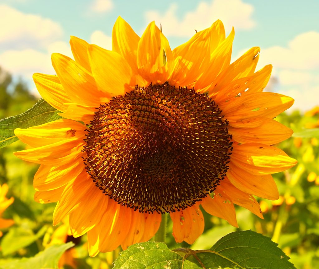Sunflower Macro – Poplarville, Mississippi