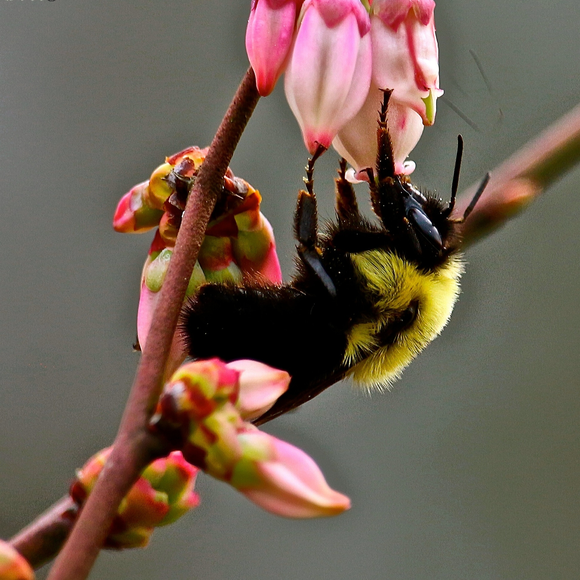 Bumblebee on Blueberry Bud – Mississippi