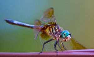 Blue Duster Dragon Fly – Mississippi