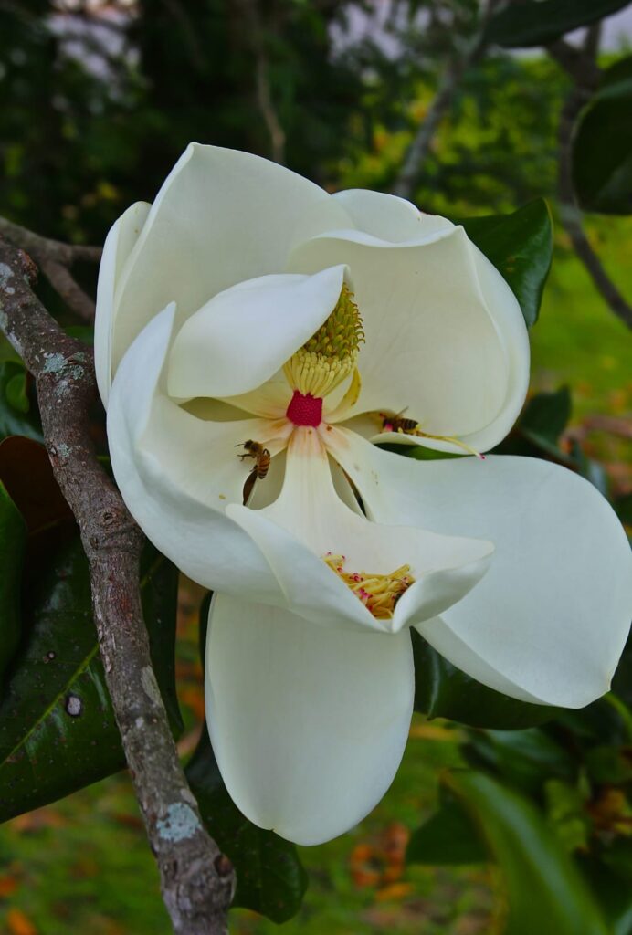 Magnolia Bloom, Mississippi