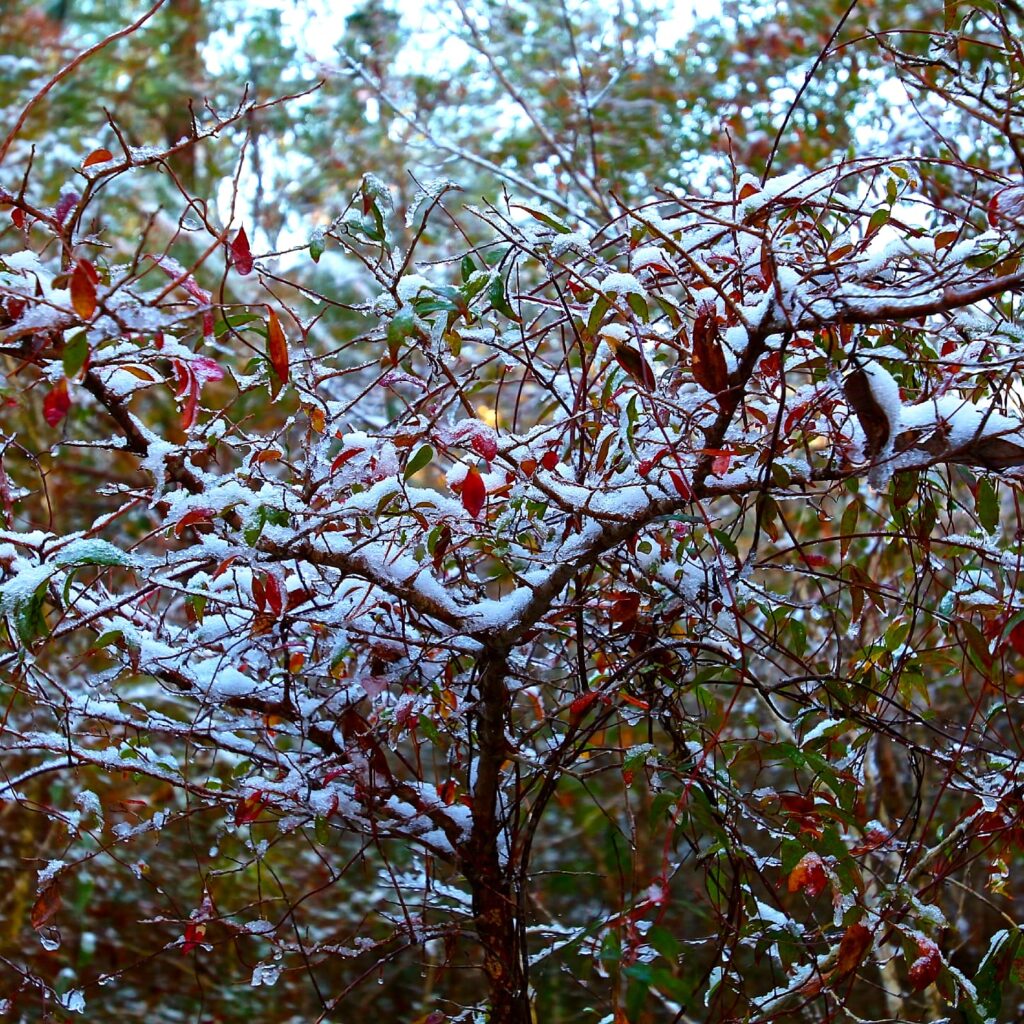 Huckleberry Snow – Mississippi