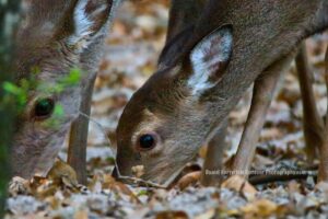 Doe and Fawn – Red Creek, Mississippi