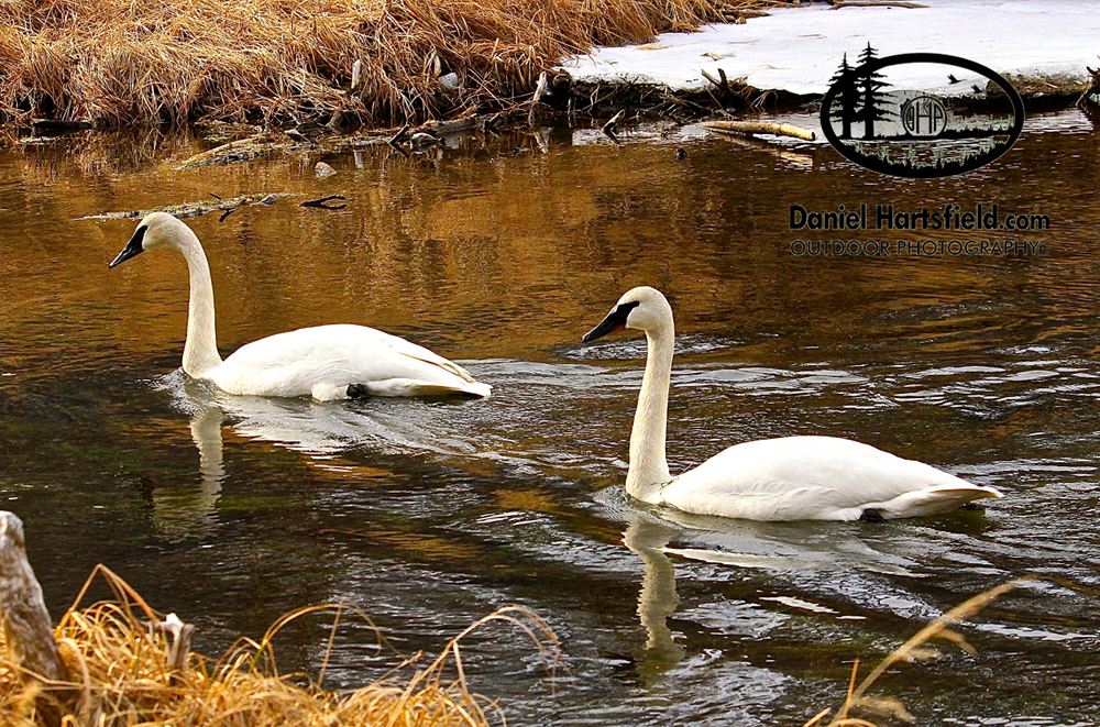 Trumpeter Swans – Eagle River